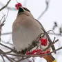 Птицы ленинградской области зимой и названия