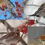 Птицы Ленинградской Области Зимой И Названия