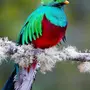 Необычные Птицы Мира И Названия