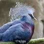 Необычные птицы мира и названия