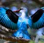 Необычные птицы мира и названия