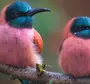 Необычные Птицы Мира И Названия