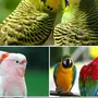 Попугай Птицы