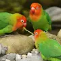 Попугай птицы