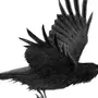 Черная Птица
