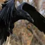 Черная птица