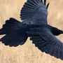 Черная Птица