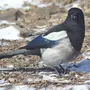 Зимующие птицы приморского края