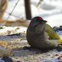 Зимующие птицы приморского края
