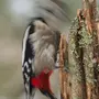 Дятел Птицы Зимой