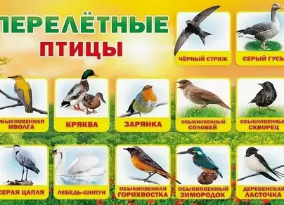 Зимующие птицы ростовской области