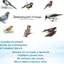 Зимующие Птицы Ростовской Области