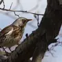 Птицы москвы