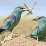 Птица сизоворонка