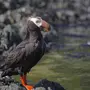 Птицы Камчатки