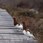 Птицы Камчатки