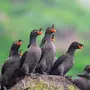 Птицы камчатки