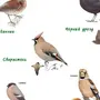 Зимующие птицы южного урала с названиями