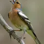 Певчие птицы россии с названиями