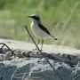 Птицы Забайкалья
