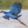 Птица султанка