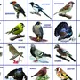 Птицы Египта