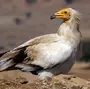 Птицы египта