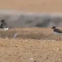 Птицы Египта