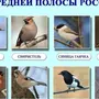 Птицы волгоградской области зимующие с названиями