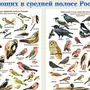 Птицы волгоградской области зимующие с названиями