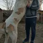 Среднеазиатская овчарка взрослой собаки