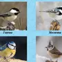 Зимующие птицы курской области