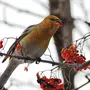 Птицы омской области зимующие и названия