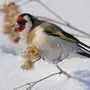 Птицы Омской Области Зимующие И Названия