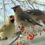 Птицы Омской Области Зимующие И Названия