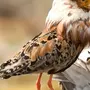 Птица Турухтан