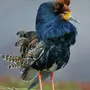 Птица турухтан