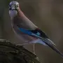 Птицы Украины