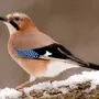Птицы украины