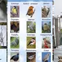 Зимующие птицы кузбасса с названиями