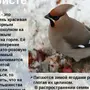 Зимующие птицы кузбасса с названиями