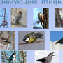 Зимующие Птицы Кузбасса С Названиями