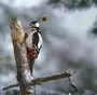 Зимующие Птицы Кузбасса С Названиями
