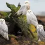 Белая сова птицы