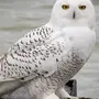 Белая Сова Птицы