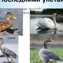 Водоплавающие Птицы России И Названия