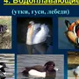 Водоплавающие птицы россии и названия