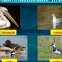 Водоплавающие птицы россии и названия