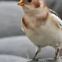Пуночка птица