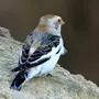Пуночка птица